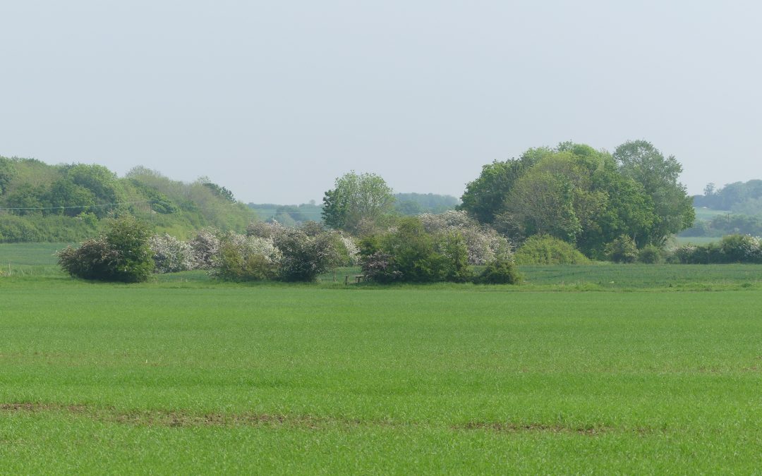 Another four walks published on the Fen Edge Trail